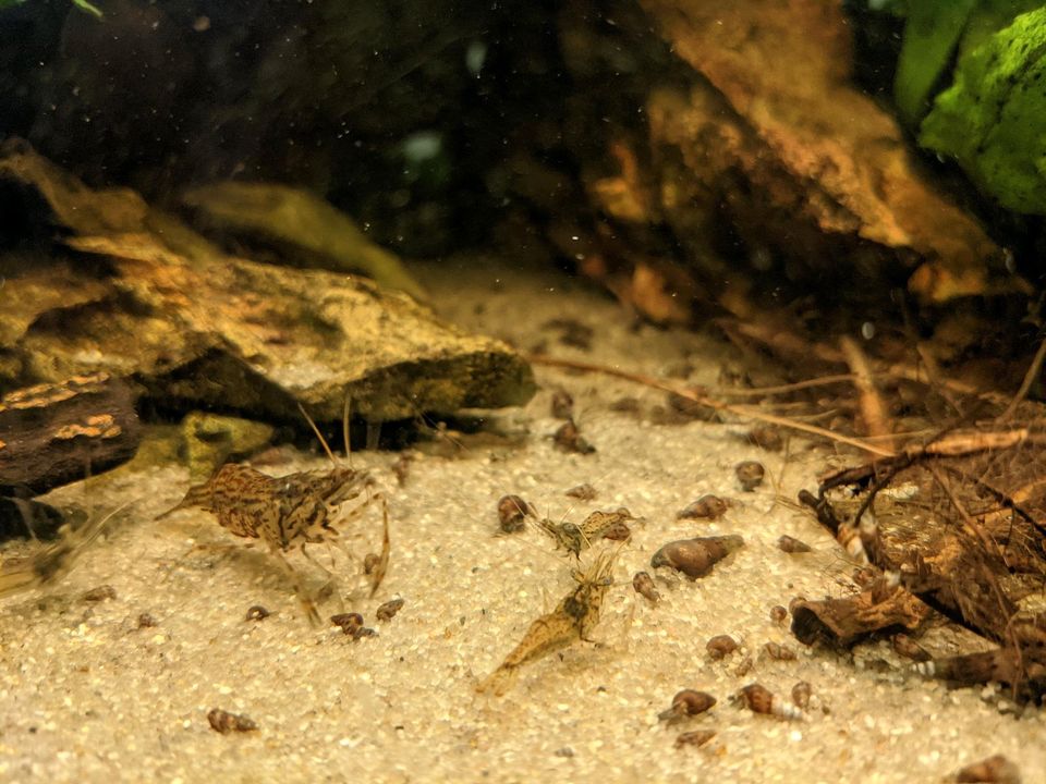 Macrobrachium Peguense Peguensis, Rotscheren / Großarm Garnele in Schwäbisch Hall