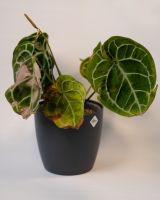 Anthurium Crystallinum Nordrhein-Westfalen - Herne Vorschau