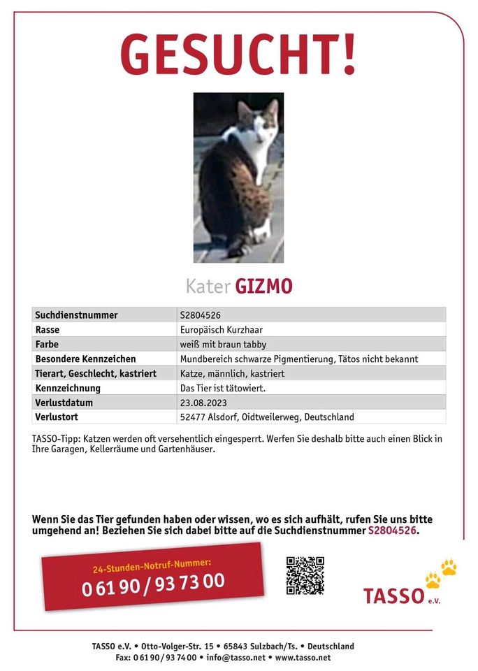 Kater GIZMO seit 23.08.23 vermisst in 52477 Alsdorf in Alsdorf