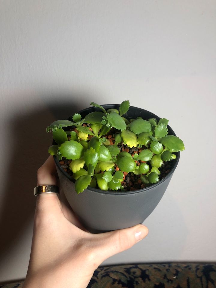 Kalanchoe laetivirens mit Übertopf in München