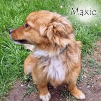 Kleiner Hund Maxie ❤️ liebt  Kinder, Hunde & Katzen ! Niedersachsen - Berne Vorschau