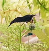 Neocaridina Garnelen, Schwarz/ dunkelblau, fürs Aquarium, Fische Niedersachsen - Barßel Vorschau