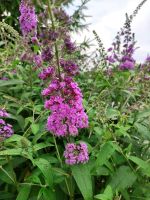 Sommerflieder Schmetterlingsbusch lila pink Sachsen - Ottendorf-Okrilla Vorschau