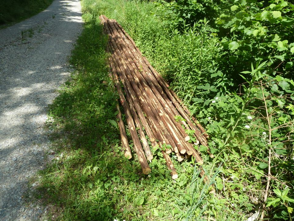 Bohnen-Tipi-Fichten-Stangen,Holz Rundholz(Fichte u.Lärche),Pfähle in Wolpertswende