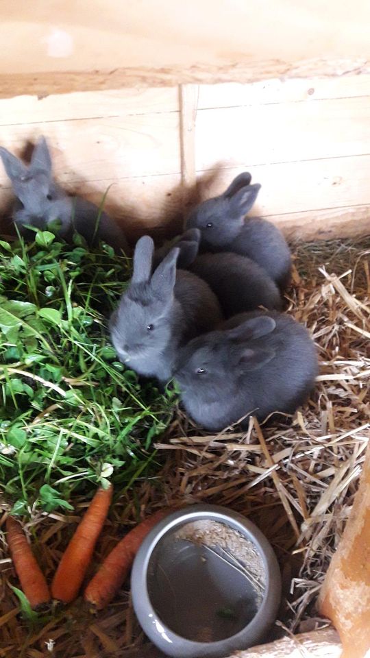 Kaninchen Hasen Blaue Wiener Absetzer in Camburg