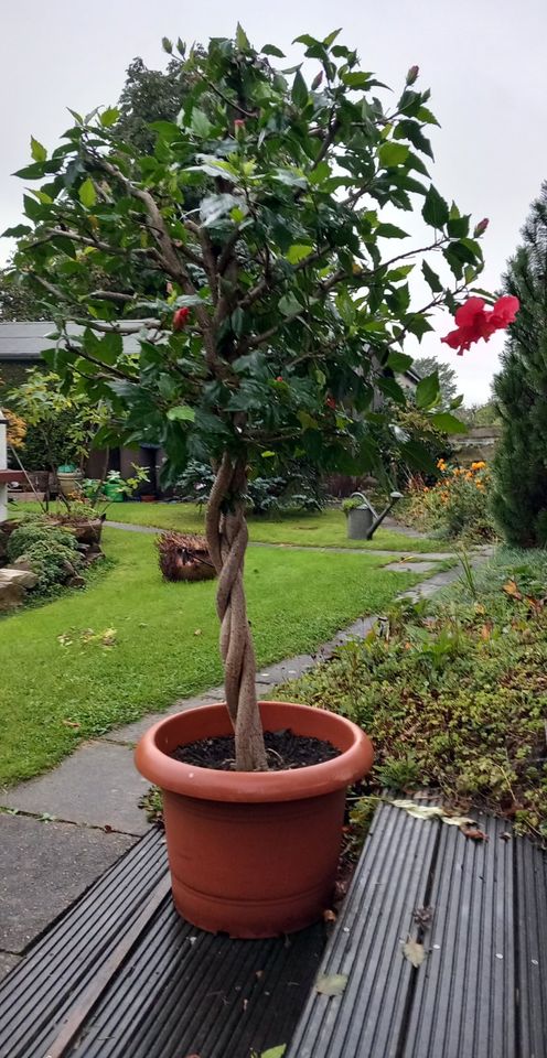 wunderschöne Topfpflanze in Hiddenhausen