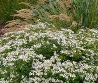 Noch 1 Waldaster 'Tradescant' - Aster divaricatus Baden-Württemberg - Leinzell Vorschau