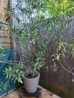 Oleander (Nerium oleander), auch Rosenlorbeer Kr. Altötting - Perach Vorschau