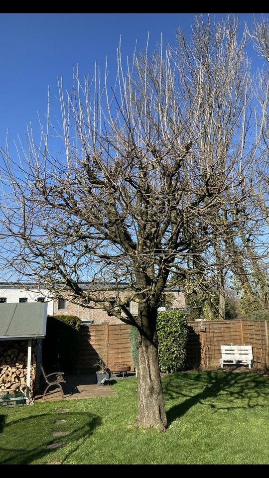 Gartenarbeit Baumfällarbeiten Sturmschäden Rasen Hecke in Eschweiler