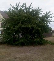 Obstbaum und Kirschbaum schneiden Obstbaumschnitt Baden-Württemberg - Neuenburg am Rhein Vorschau