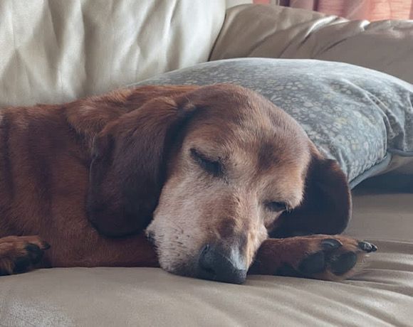 Hundeomi Tobi sucht ihren liebevollen Alterswohnsitz ♥️ in Tarp