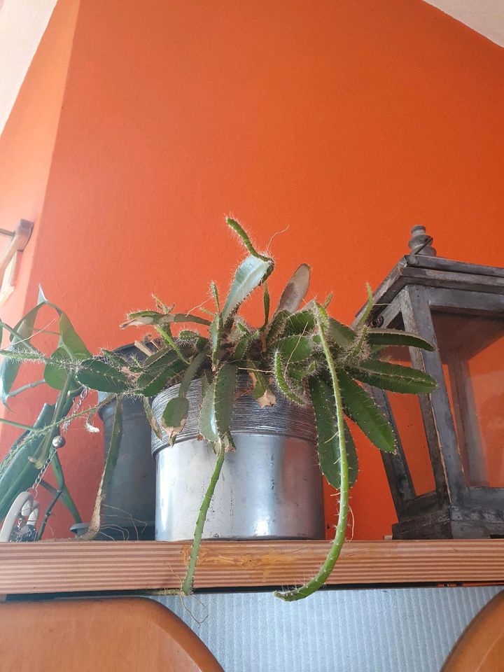 Kaktus Planze Ableger in Gifhorn