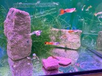 Guppy Mix. Jungtiere aus Hobby Nachzucht Hessen - Kassel Vorschau