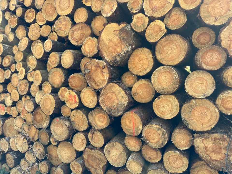 Stammware Esche Buche Eiche Kaminholz Brennholz in Königslutter am Elm