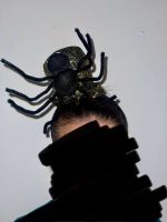 Hexen Haarreif mit einer Spinne Schleswig-Holstein - Harrislee Vorschau