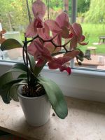 Orchidee sehr kräftig rot blühend Topf weiß Nürnberg (Mittelfr) - Aussenstadt-Sued Vorschau