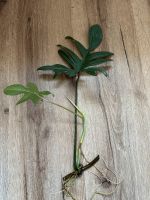 Philodendron Pedatum Stecklinge bewurzelt Nordrhein-Westfalen - Minden Vorschau