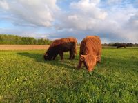 Zwei Highland Cattle Absetzer Färsen Niedersachsen - Langwedel Vorschau