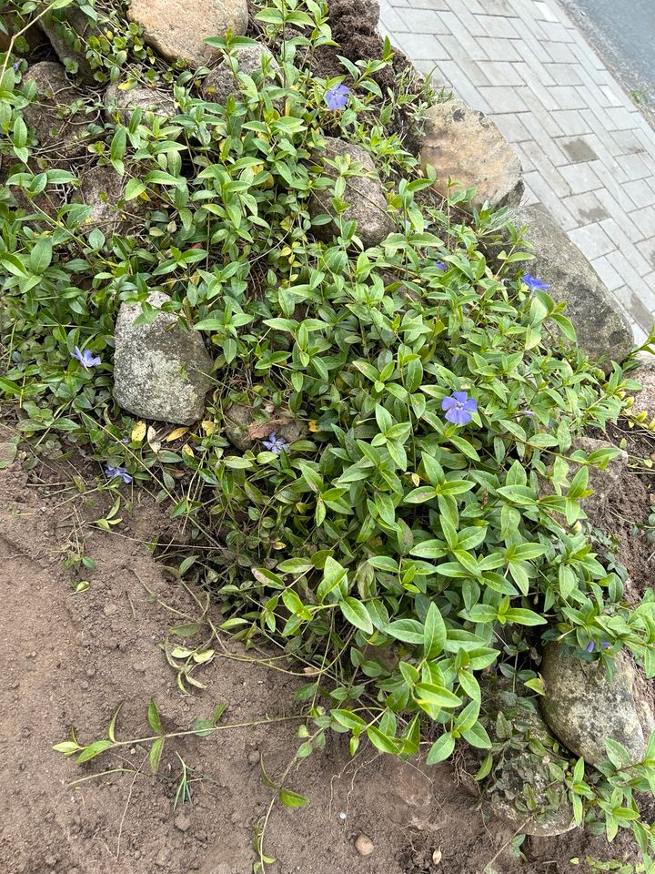 Verschenke Pflanzen, Blumen, Büsche, Bodendecker usw in Kellinghusen