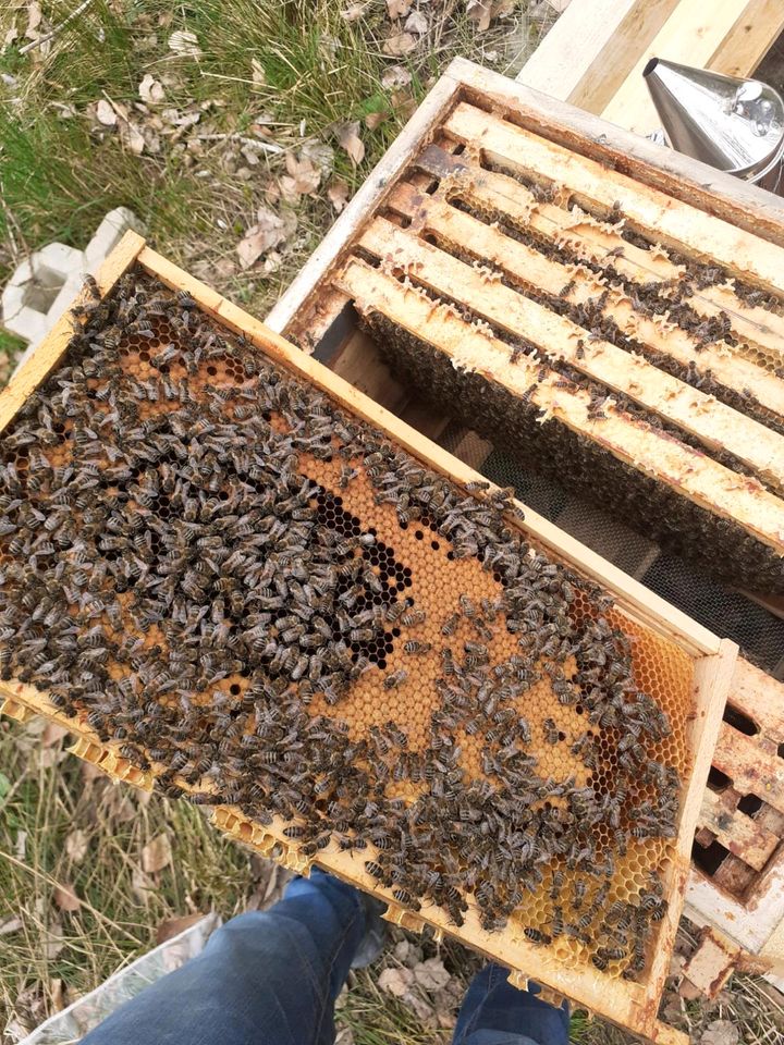 Bienen Ableger Zander in Alfter