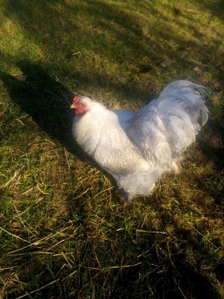 Bruteier Brahma 5 Farbschläge und 2 mal von gemischter Truppe3,50 in Heidelberg