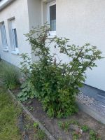 Navaho Brombeere Brombeerpflanze ohne Stacheln Brandenburg - Schöneiche bei Berlin Vorschau