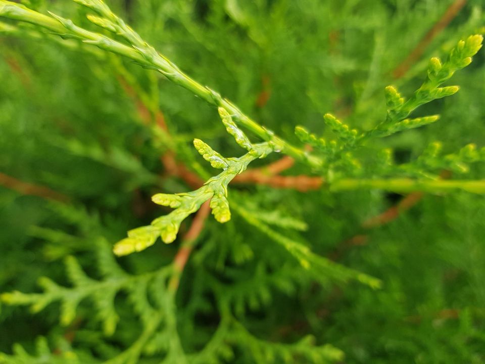 Thuja Brabant 225 bis 250 cm Lebensbaum Heckenpflanze Hecke in Lohne