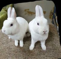 Zwergrex Kaninchen Zwerg Kaninchen Hase weiß Blauauge RHD geimpft Niedersachsen - Meppen Vorschau