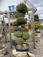 Juniperus chinensis Blue alps bonsai Formgehölz Nordrhein-Westfalen - Simmerath Vorschau