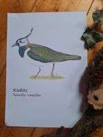 Kunstdruck Kiebitz/ Vogel Thüringen - Kahla Vorschau