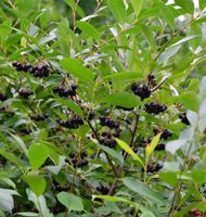 Apfelbeere Professor Ed 40-60cm - Aronia melanocarpa Niedersachsen - Bad Zwischenahn Vorschau