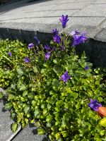 Glockenblume - Campanula chamissonis -Pflanze lila Nordrhein-Westfalen - Mönchengladbach Vorschau