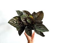 Calathea ornata S/ Zimmerpflanze Baden-Württemberg - Fellbach Vorschau