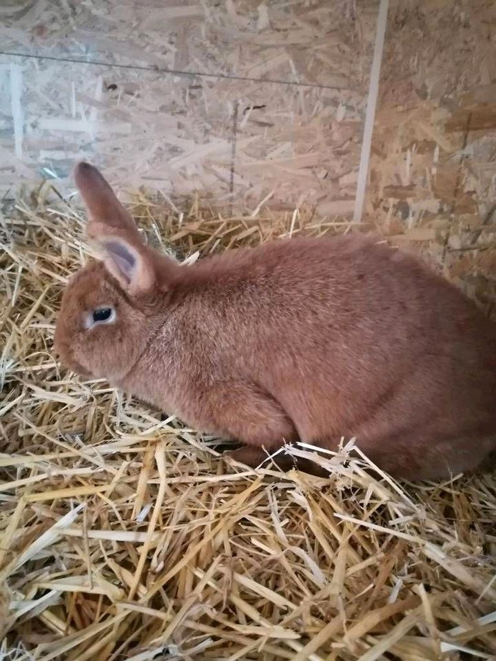 Stallhasen/Kaninchen Babys/Jungtiere Neuseeländer/Hasenkaninchen in Vilsbiburg