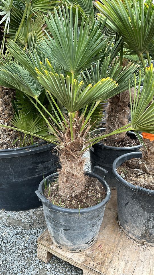 Hanfpalme Trachycarpus „Wagnerianus“, frosthart in Straußfurt