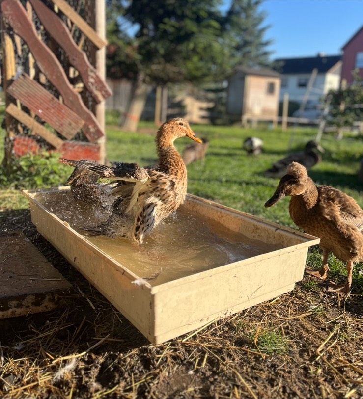 Bruteier (Laufenten/Enten/Erpel) in Echzell 