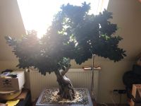Bonsai Ficus Retusa Bayern - Kempten Vorschau