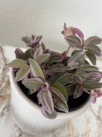 Tradescantia zebrina 'Nanouk' Köln - Mülheim Vorschau