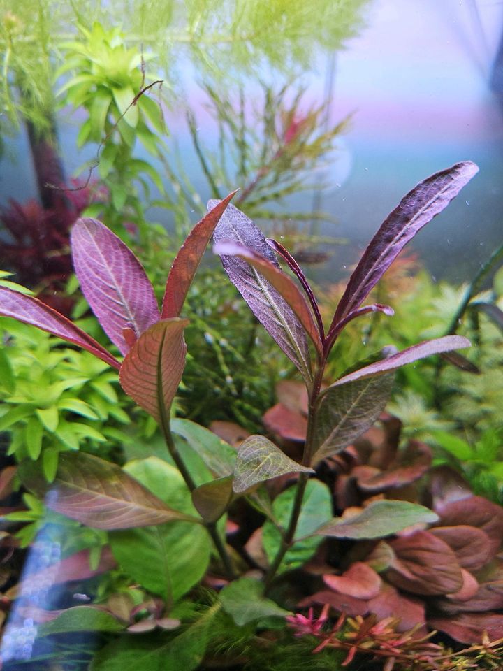 Hygrophila ringens Rarität Hygrophila quadrivalis "Apple Red" in Bitterfeld