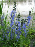 Großer Ehrenpreis 4,50€ - Veronica teucrium ‍Pflanze Staude Bayern - Veitshöchheim Vorschau