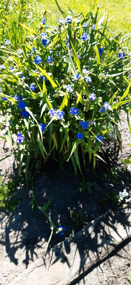 Winterharte Blumenstauden in Schortens