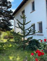 Affenschwanzbaum, Araukarie, baum Rheinland-Pfalz - Bausendorf Vorschau