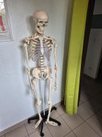 Skelettmodell Nordrhein-Westfalen - Herne Vorschau