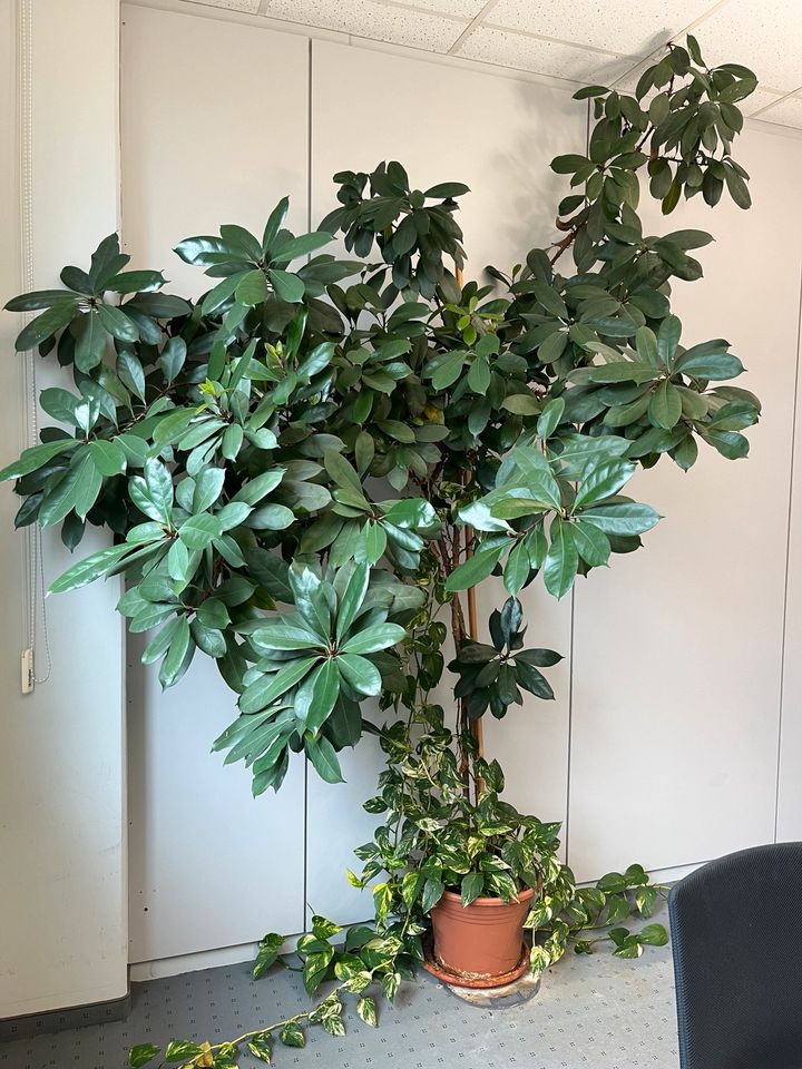Feigenbaum Büropflanze keine Palme Officeplant in Neuhausen