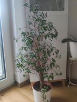 Ficus Benjamii Baum 115cm Höhe robust Wohnungspflanze Wuppertal - Ronsdorf Vorschau