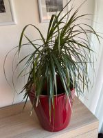 Dracena / Drachenpalme Bayern - Peiting Vorschau