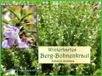 ♥ BIO Winterhartes Bohnenkraut,Samen,Kräuter,Gewürz,Heilpflanze Eimsbüttel - Hamburg Schnelsen Vorschau