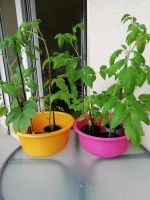 Tomatenpflanzen, Pflanzen, Garten, Balkon Baden-Württemberg - Göppingen Vorschau