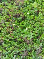 Walderdbeeren Brandenburg - Annahütte Vorschau