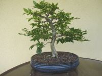 Bonsai Korkflügelstrauch Euonymus alatus ( Pfaffenhütchen ) Bayern - Pommersfelden Vorschau